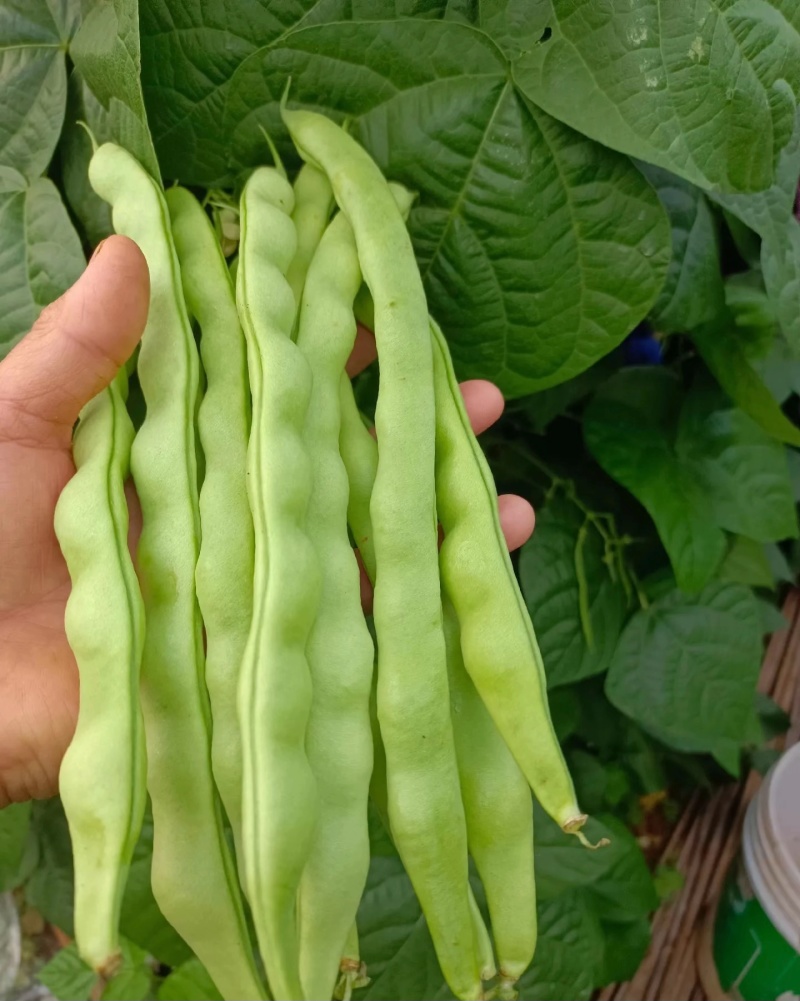 四季豆大量有货