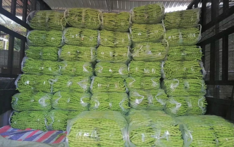 四季豆大量有货