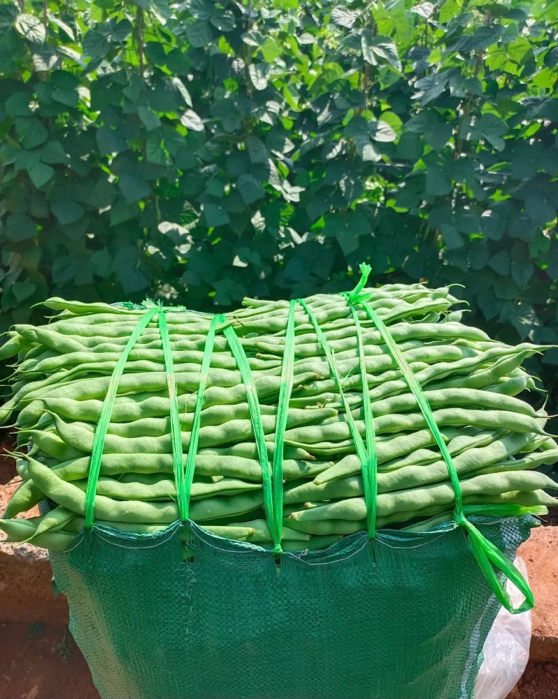 四季豆大量有货