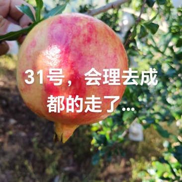 会理突尼斯软籽石榴