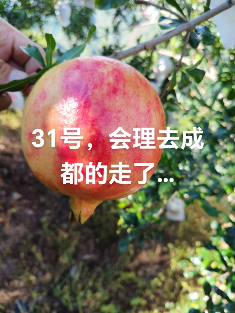 会理突尼斯软籽石榴