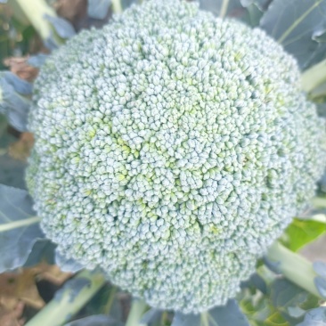 西蓝花