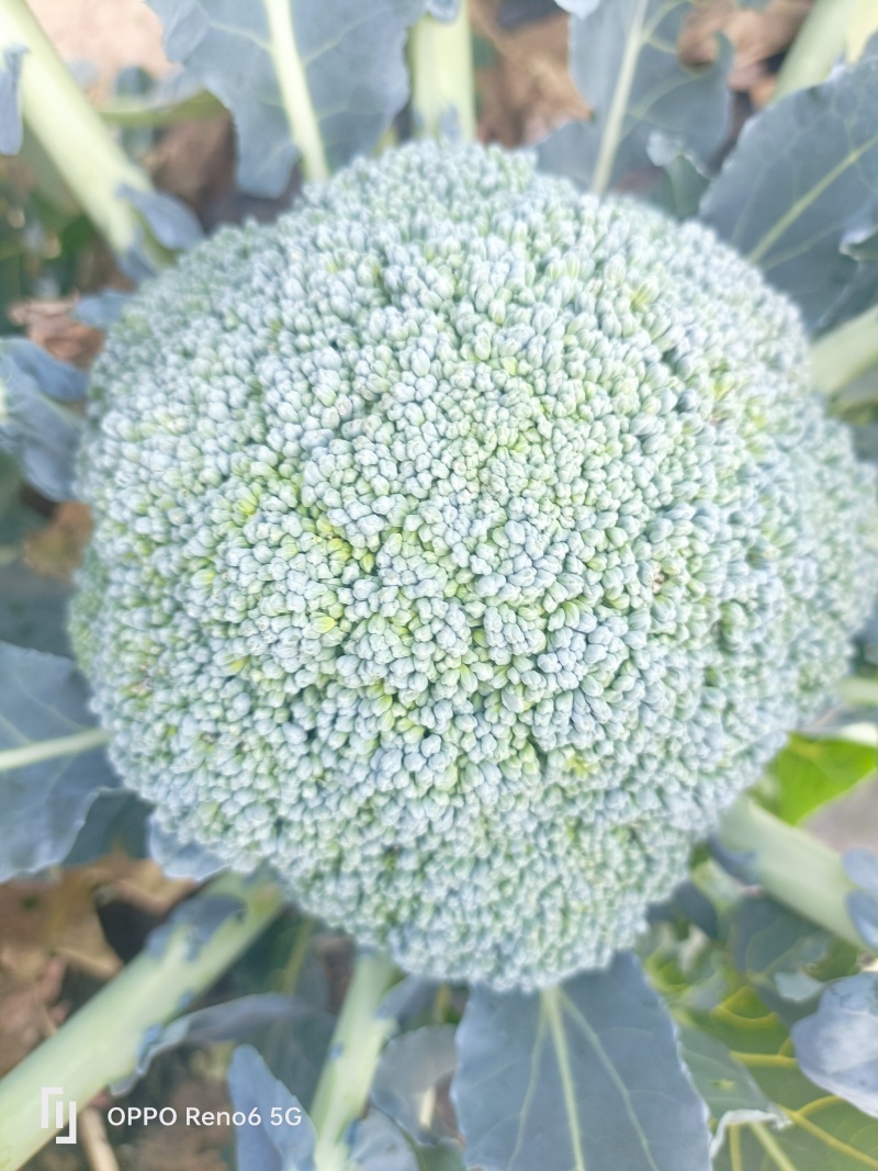 西蓝花