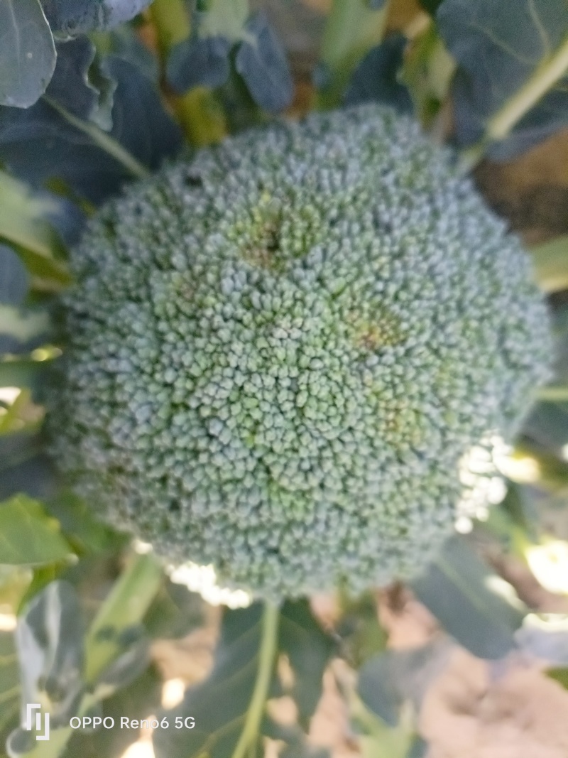 西蓝花