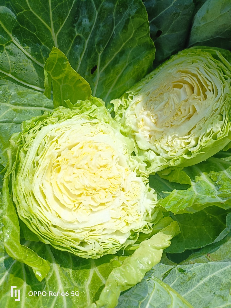 甘蓝