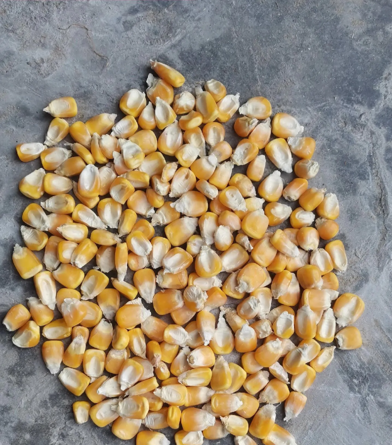 干玉米粒