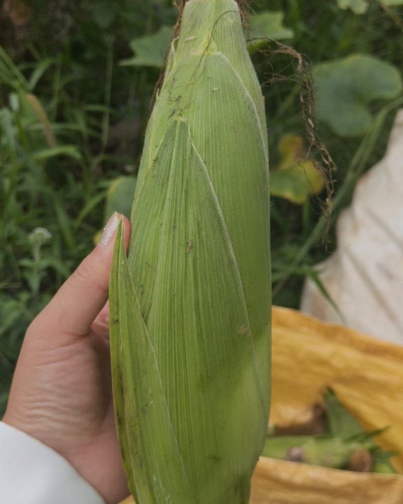 精品水果玉米