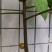 野生五子毛桃，土茯苓