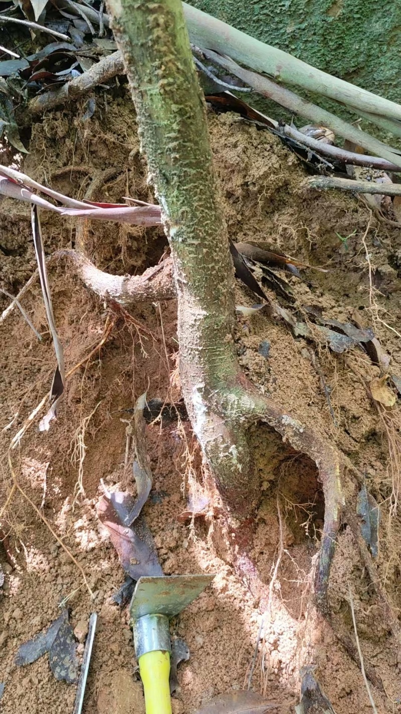 野生五子毛桃，土茯苓