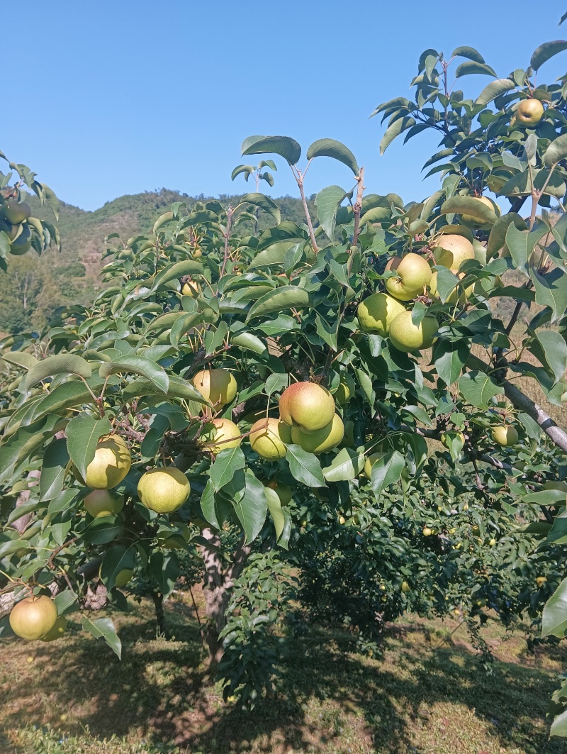 辽宁辽阳苹果梨