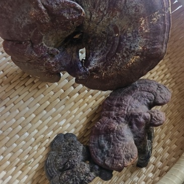 野生灵芝