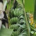 香蕉