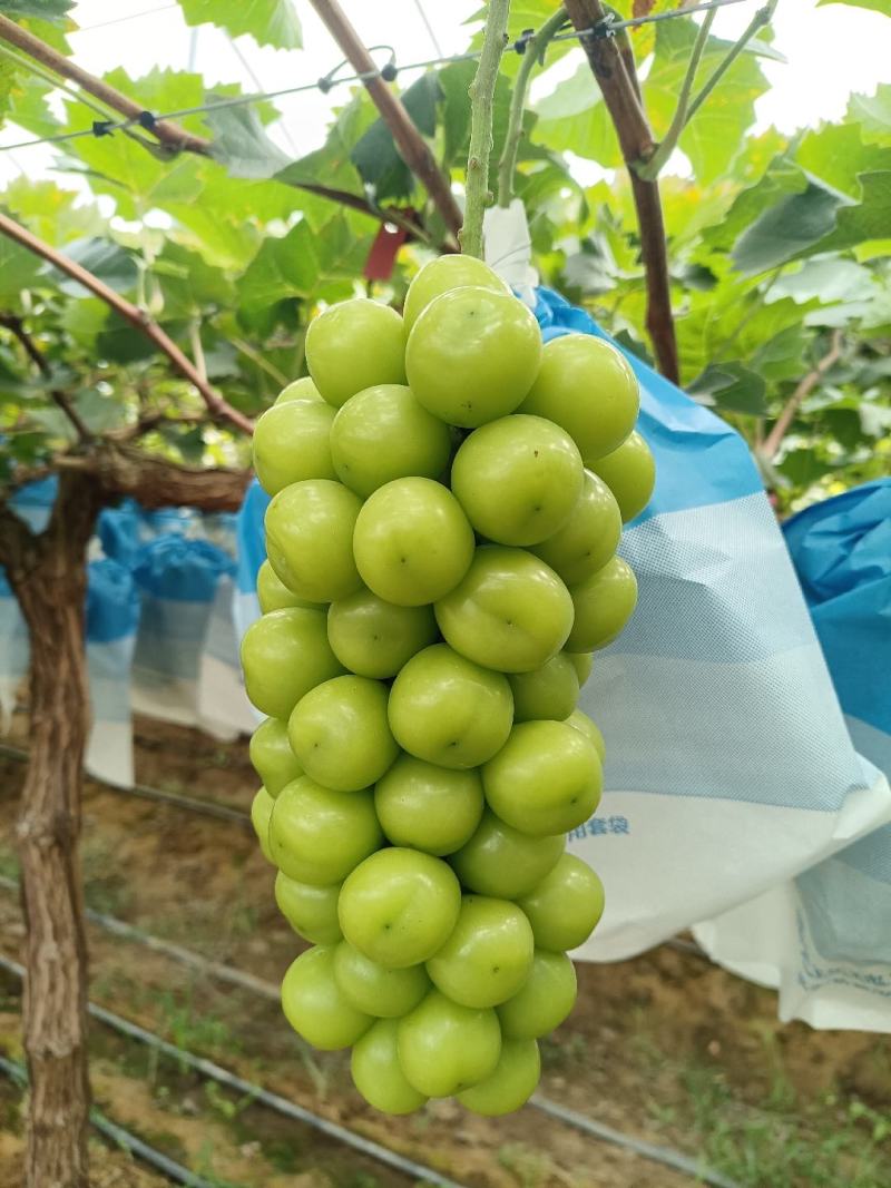 山东阳光玫瑰