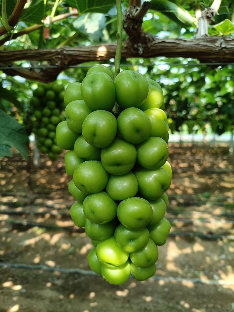 山东阳光玫瑰