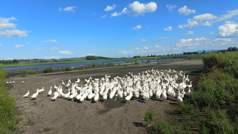大鹅