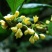 新鲜桂花
