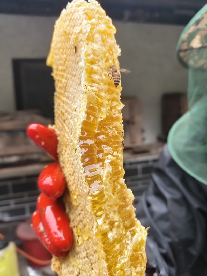 道真高山土蜂蜜