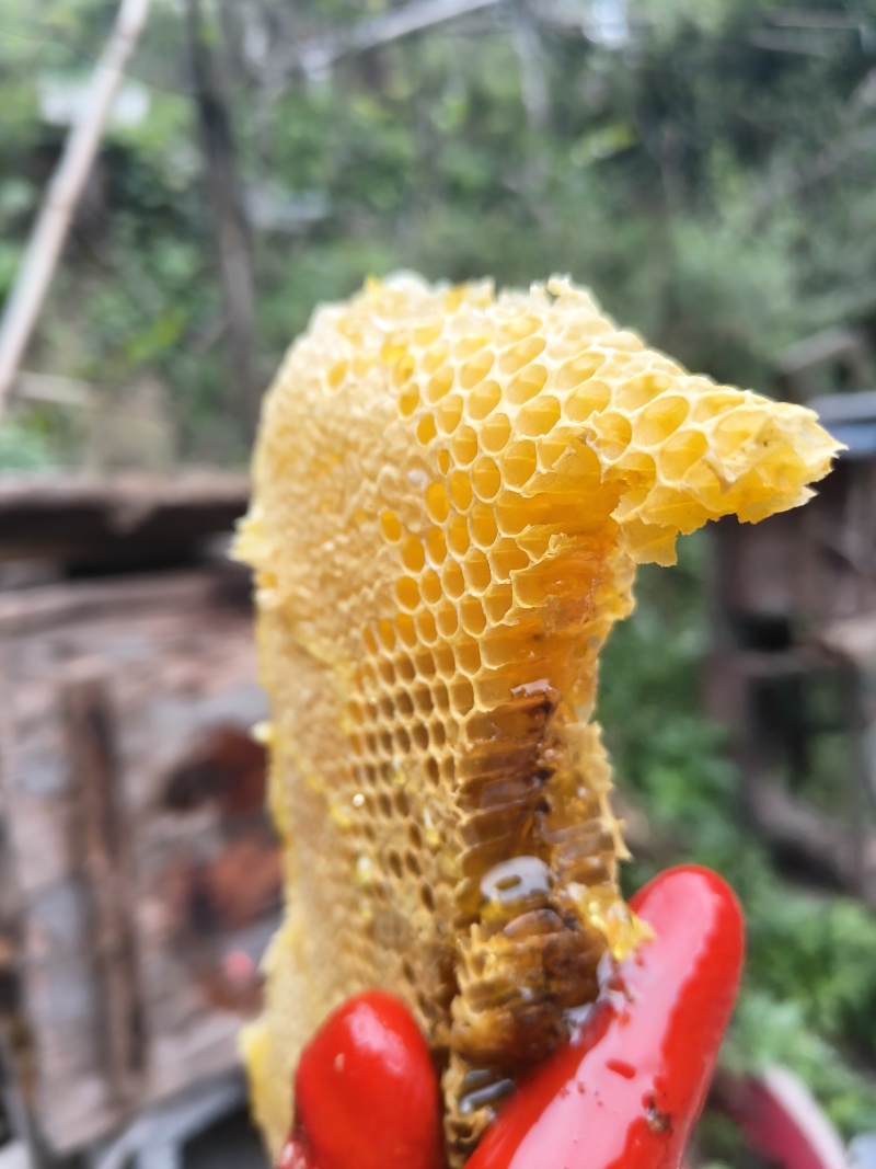 道真高山土蜂蜜