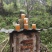 道真高山土蜂蜜