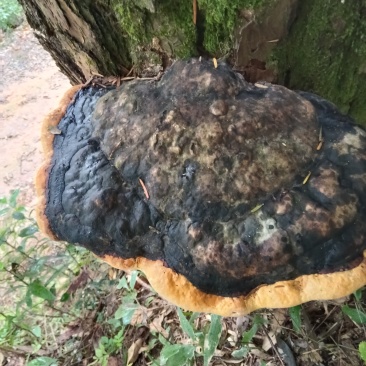 松树上长的桑黄