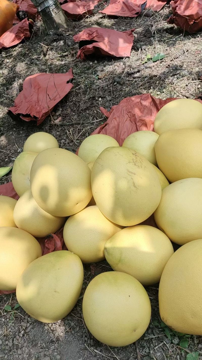 红心黄金蜜柚