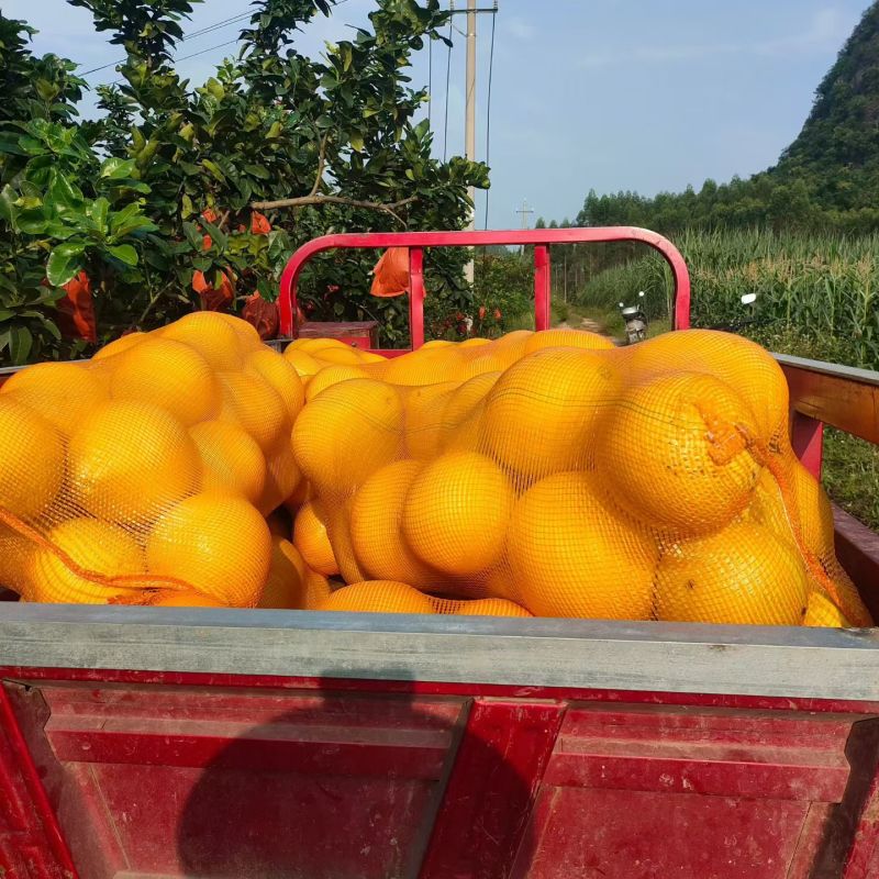 红心黄金蜜柚