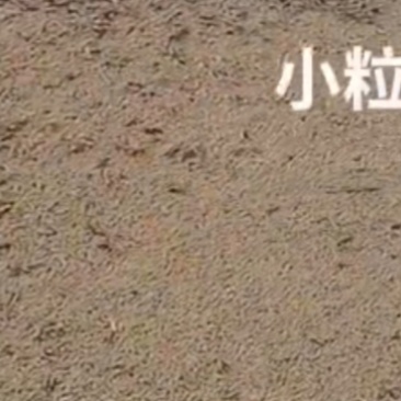 小粒豆