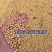 小粒豆
