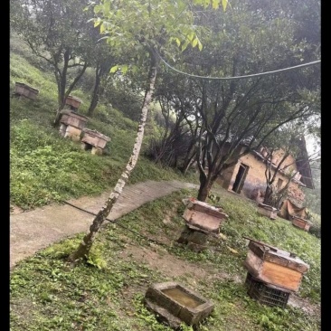 销售自己老父亲养殖的土蜂蜜