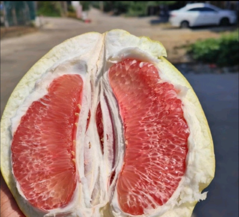 红心柚
