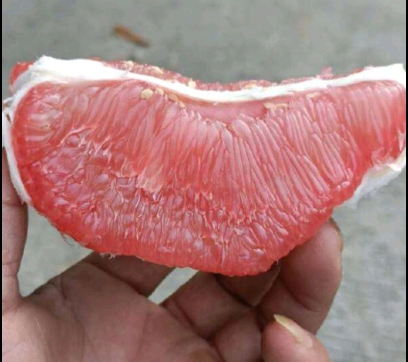红心柚