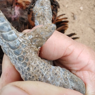 散养柴公鸡