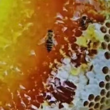 蜂蜜