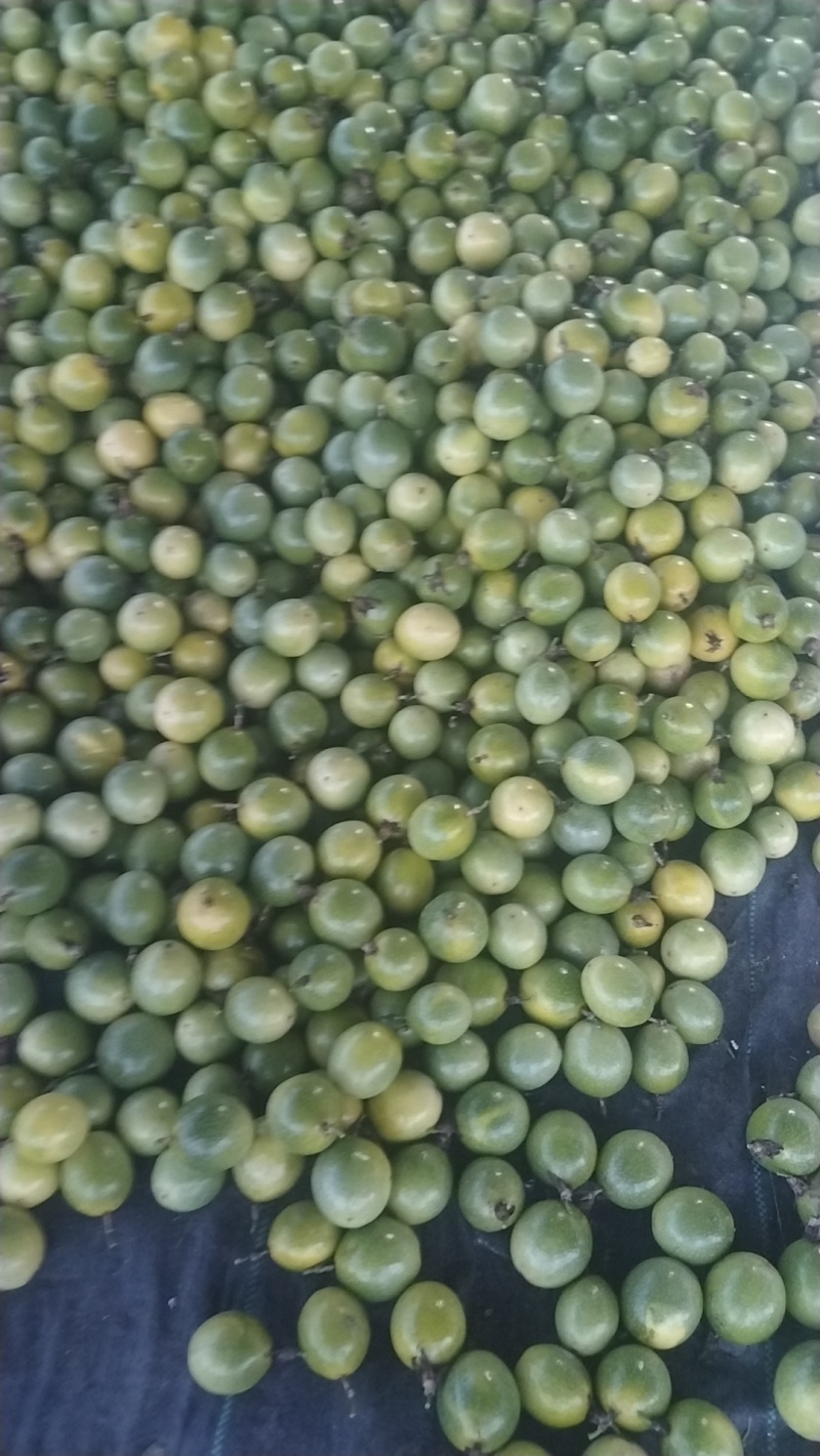 黄金百香果