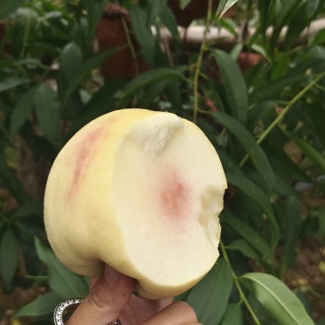 金秋红蜜