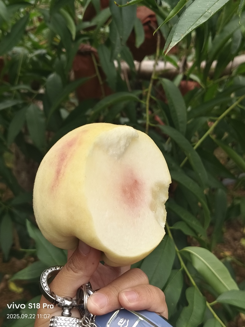 金秋红蜜