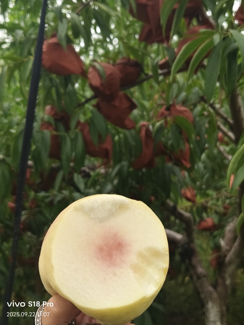 金秋红蜜