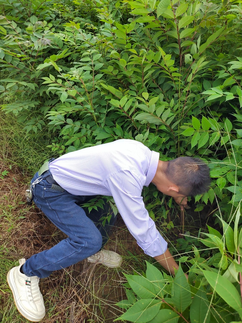 黄柏