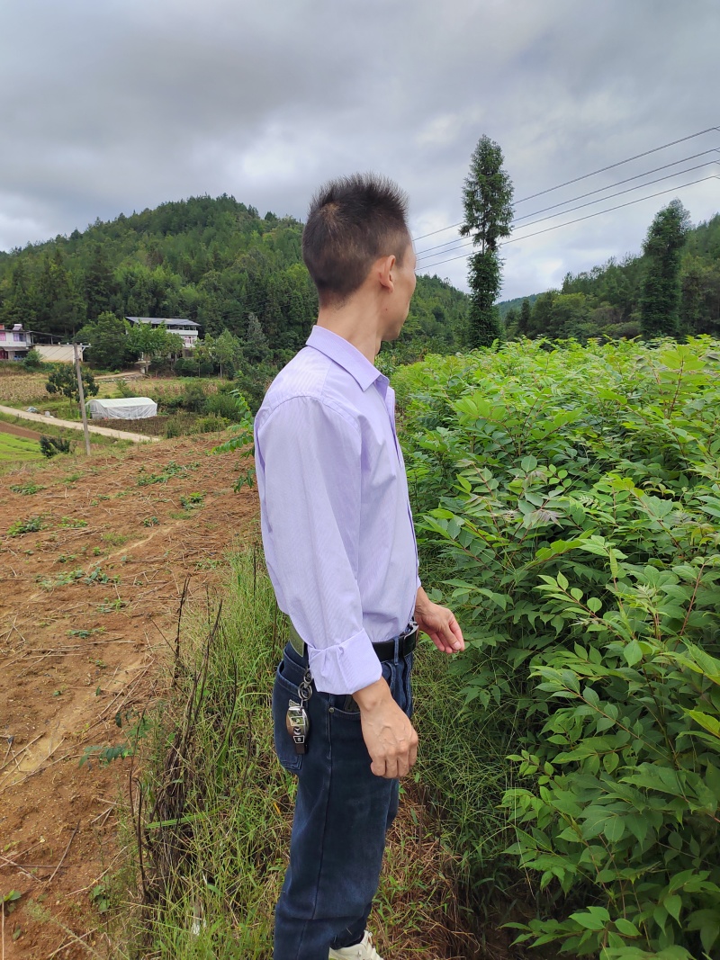 黄柏