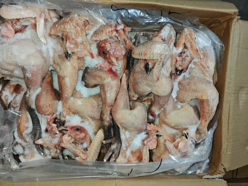 笨公鸡黑爪，黄爪都有货