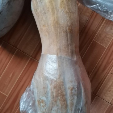 南爪