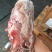 尾叉骨