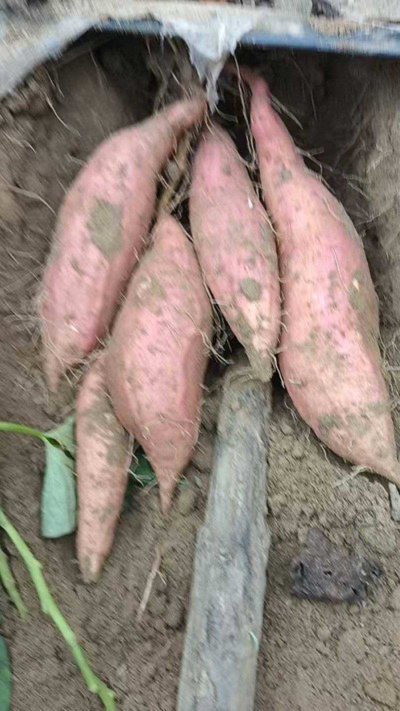烟薯25，30亩地