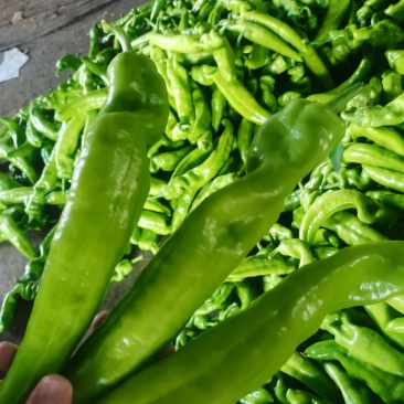 辣椒价格美丽