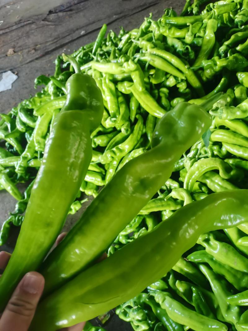 辣椒价格美丽