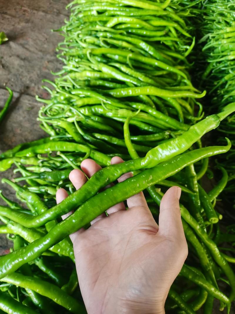 辣椒价格美丽