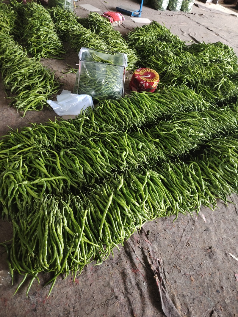 辣椒价格美丽