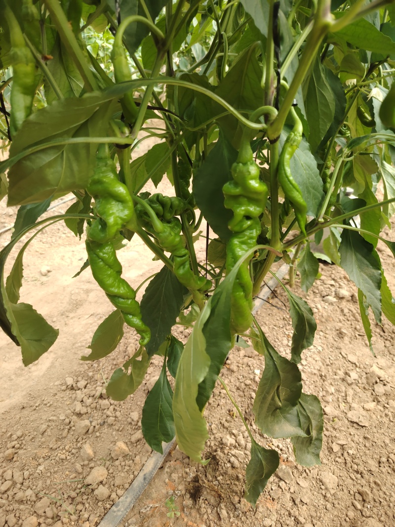 辣椒价格美丽