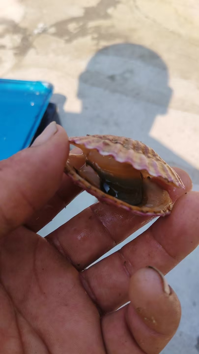 扇贝小红贝