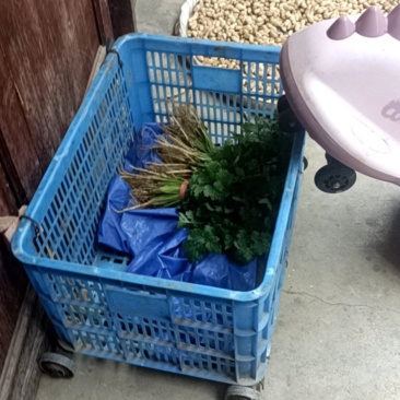 香菜